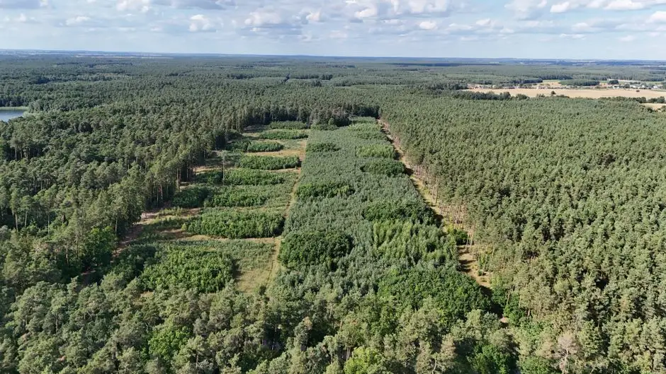 Zarządzenie Wójta Gminy Walce w sprawie ogłoszenia przetargu na sprzedaż nieruchomości