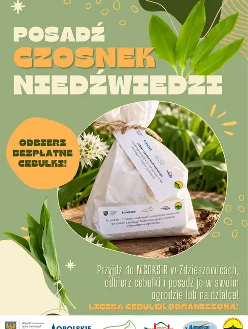 Czosnek niedźwiedzi do odbioru w MGOKSiR Zdzieszowice – bezpłatne cebulki dla mieszkańców