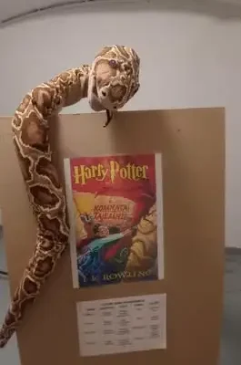 Szkoła w Zdzieszowicach zamieniła się w Hogwart – magiczna nauka języków obcych