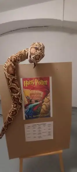 Szkoła w Zdzieszowicach zamieniła się w Hogwart – magiczna nauka języków obcych