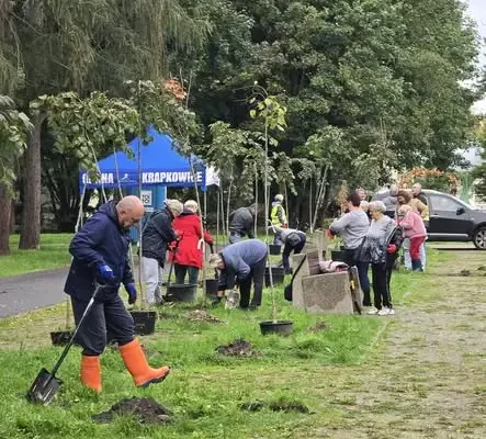 Seniorzy z Krapkowic posadzili drzewa w parku w Otmęcie