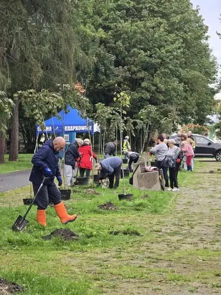 Seniorzy z Krapkowic posadzili drzewa w parku w Otmęcie